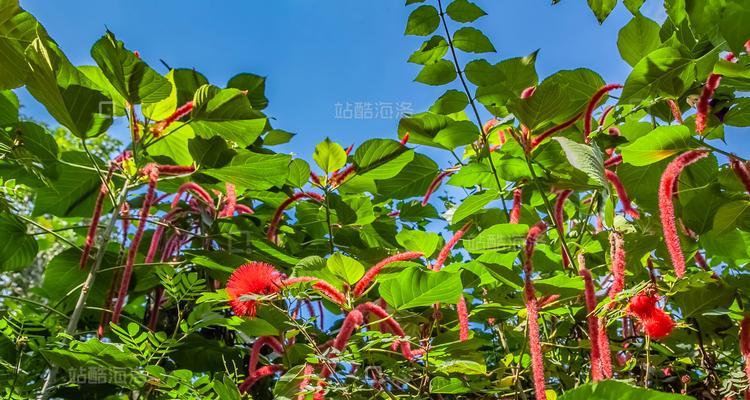 红穗铁苋菜花语有哪些寓意？