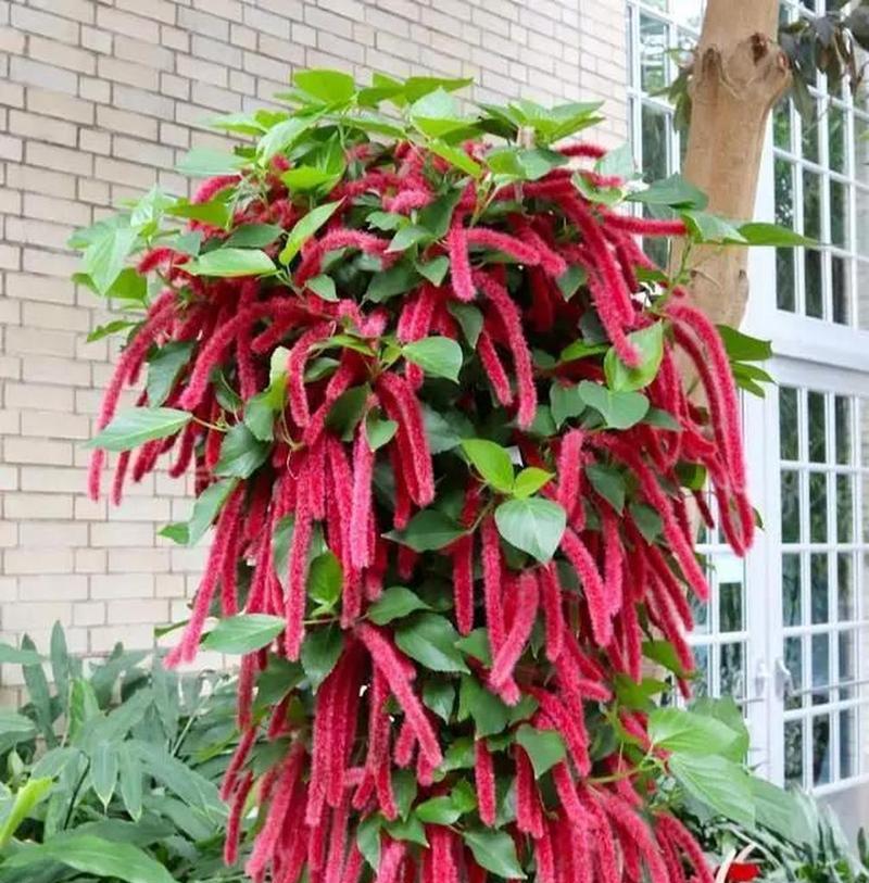 红穗铁苋菜花语有哪些寓意？