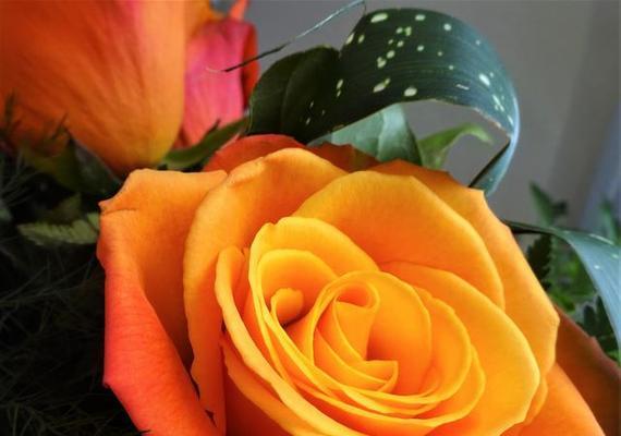 桔色菊花代表什么？桔色菊花花语有哪些含义？