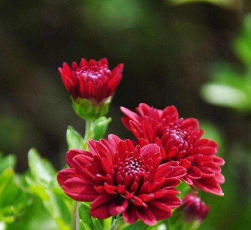 桔色菊花代表什么？桔色菊花花语有哪些含义？