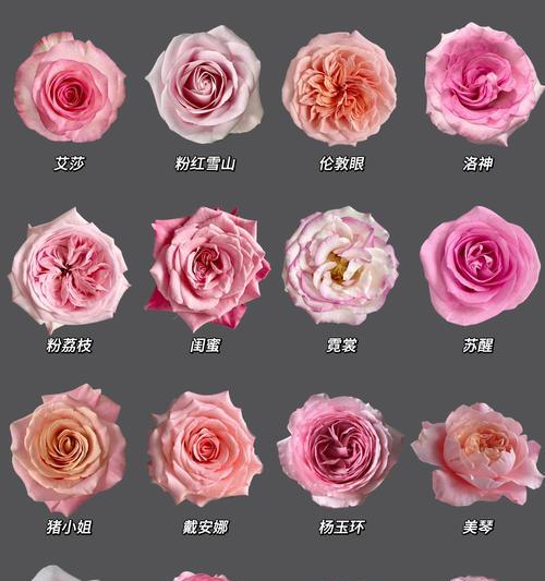 粉玫瑰花语是什么？送粉玫瑰代表什么意义？