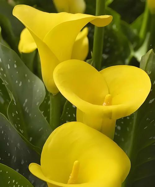 粉紫马蹄莲花语是什么？粉紫马蹄莲代表了什么？