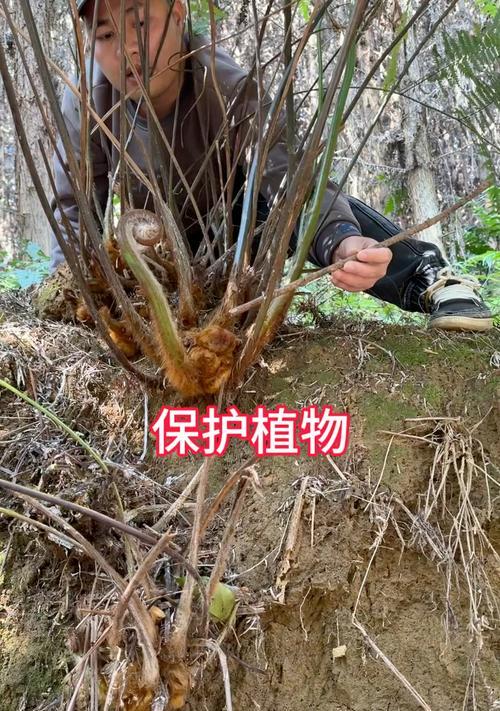 金毛狗蕨花语有哪些？金毛狗蕨代表了什么？