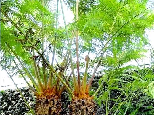 金毛狗蕨花语有哪些？金毛狗蕨代表了什么？