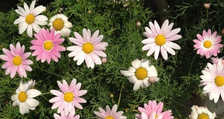 玛格丽特花语是什么意思？玛格丽特代表了什么？