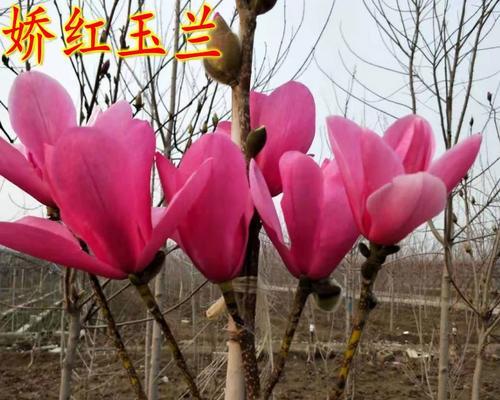 红玉兰花语有哪些诗句？红玉兰象征着什么？