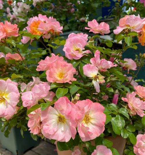 科莫月季花花语是什么？科莫月季代表了什么？