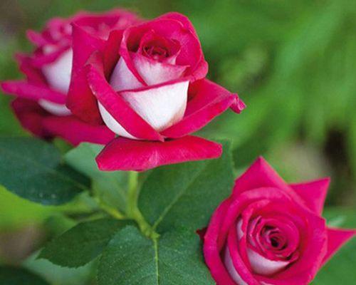 科莫月季花花语是什么？科莫月季代表了什么？