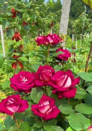 科莫月季花花语是什么？科莫月季代表了什么？