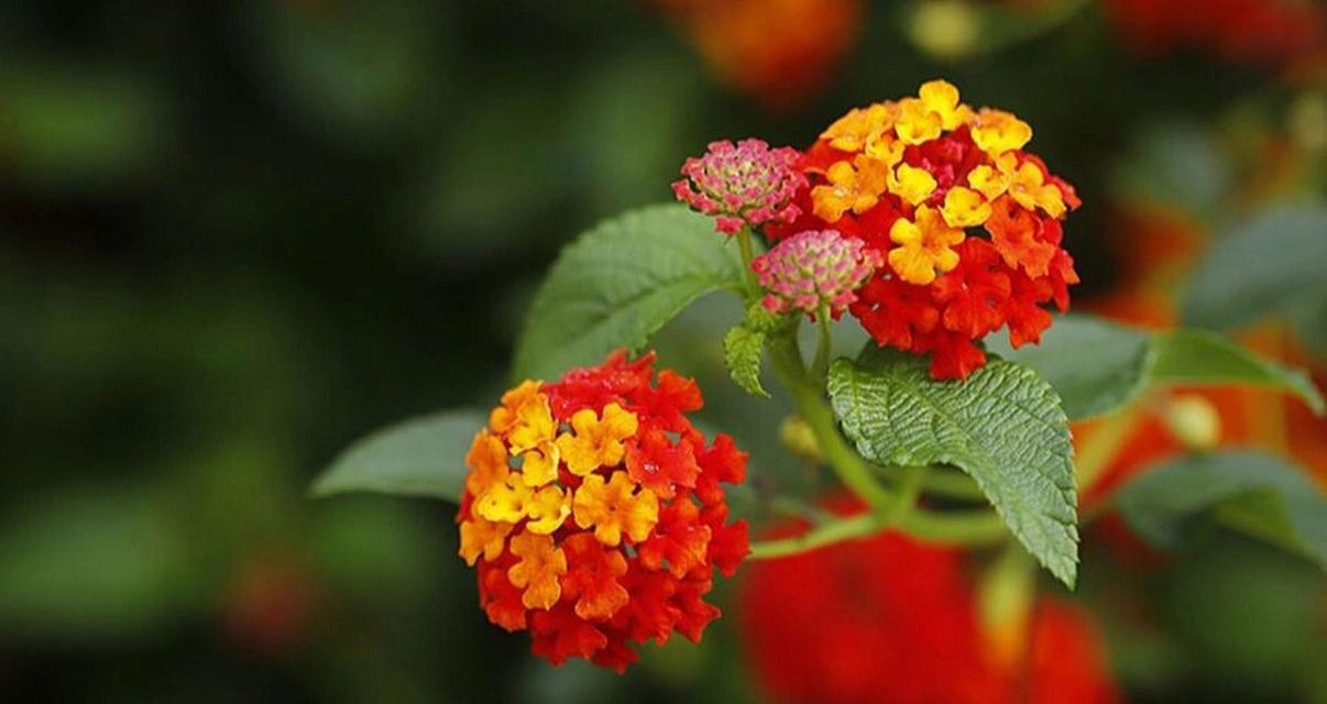 五色梅花期花语是什么？五色梅代表了什么？