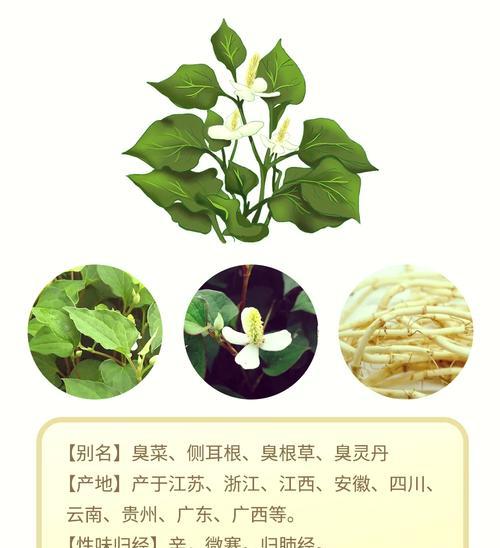 鱼腥草鲜花花语是什么？鱼腥草象征着什么？