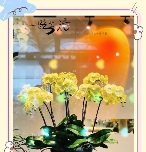 大蝴蝶兰花语是什么？大蝴蝶兰代表了什么？