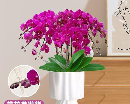 大蝴蝶兰花语是什么？大蝴蝶兰代表了什么？