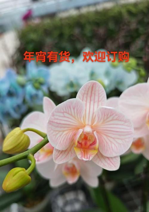 大蝴蝶兰花语是什么？大蝴蝶兰代表了什么？