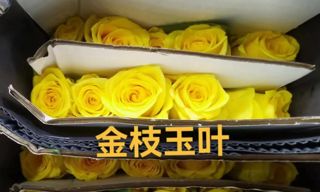 金枝玉叶象花语是什么？金枝玉叶象代表了什么？