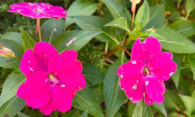 粉色凤仙花花语是什么？粉色凤仙花代表了什么？