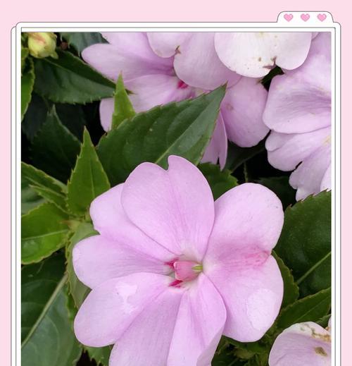 粉色凤仙花花语是什么？粉色凤仙花代表了什么？
