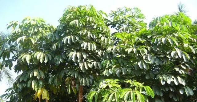 大叶伞树花语是什么？大叶伞树代表了什么？