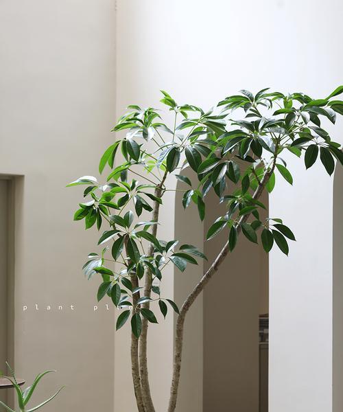 大叶伞树花语是什么？大叶伞树代表了什么？