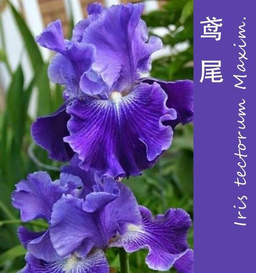 一花一鸟花语是什么？一花一鸟象征着什么？