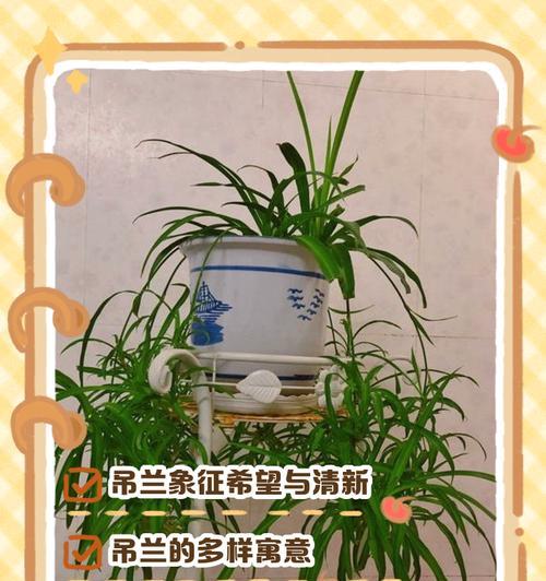 红宝石吊兰花语是什么？红宝石吊兰代表了什么？