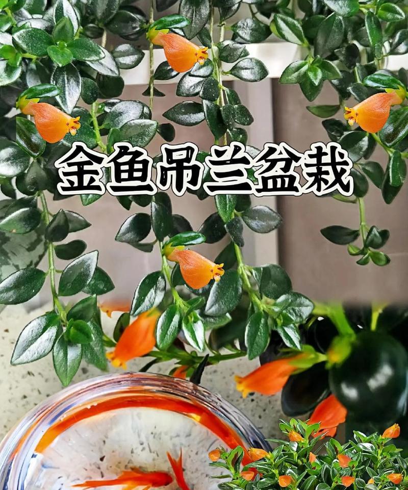 红宝石吊兰花语是什么？红宝石吊兰代表了什么？