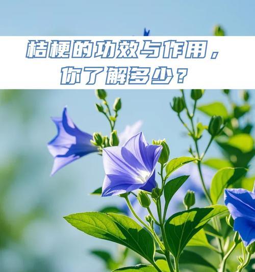 青绿色桔梗花语是什么？青绿色桔梗代表了什么？