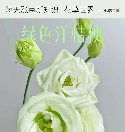 青绿色桔梗花语是什么？青绿色桔梗代表了什么？