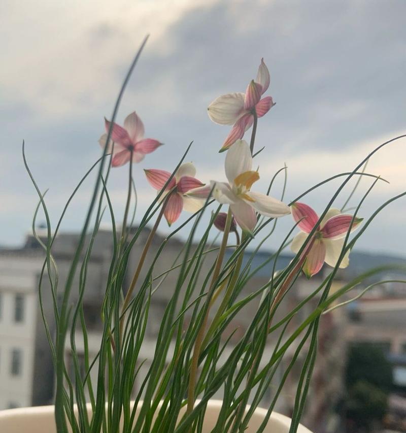 月光花的花语是什么？如何表达爱意？