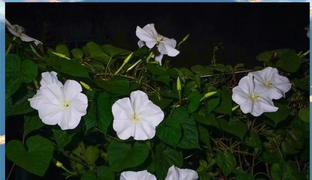 月光花的花语是什么？如何表达爱意？