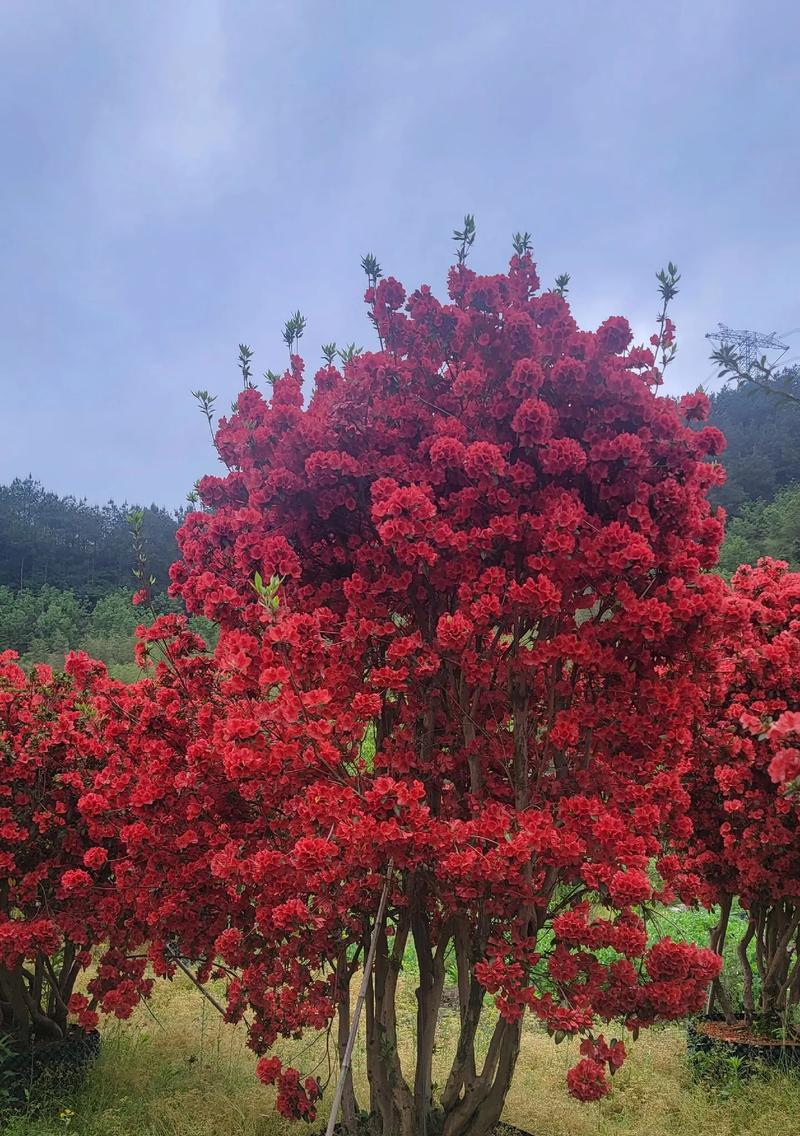 杜鹃花代表什么？如何用杜鹃花传递情感？