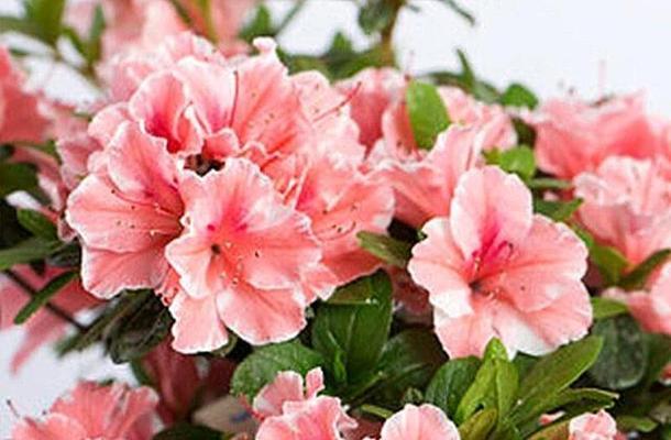 杜鹃花代表什么？如何用杜鹃花传递情感？