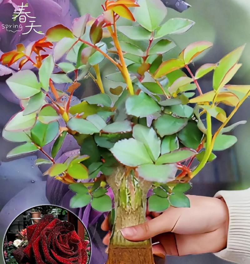 黑红玫瑰花有何特殊含义？适合哪种场合赠送？