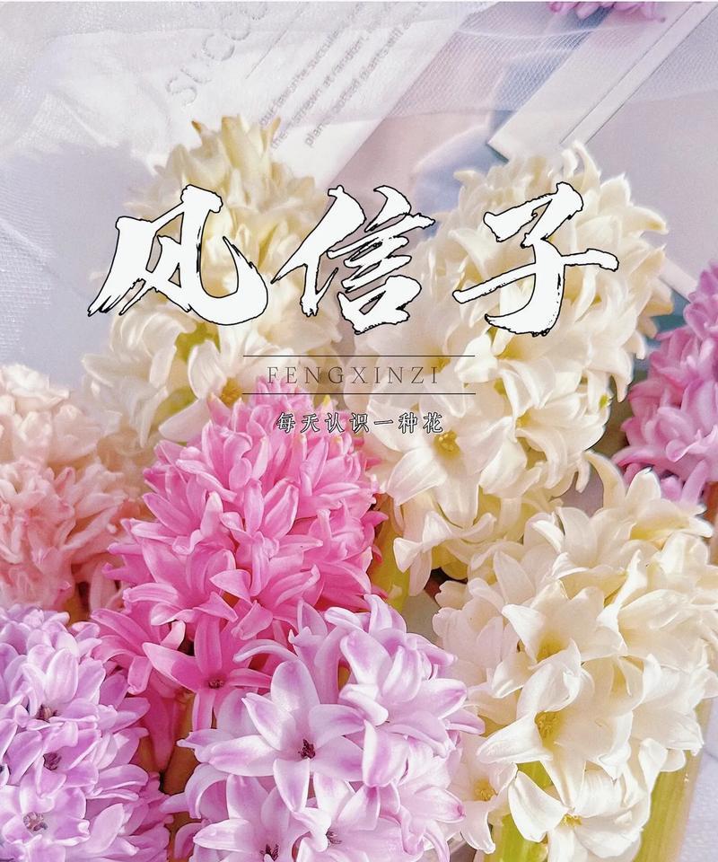 洋水仙的花语起源是什么？它象征着什么？