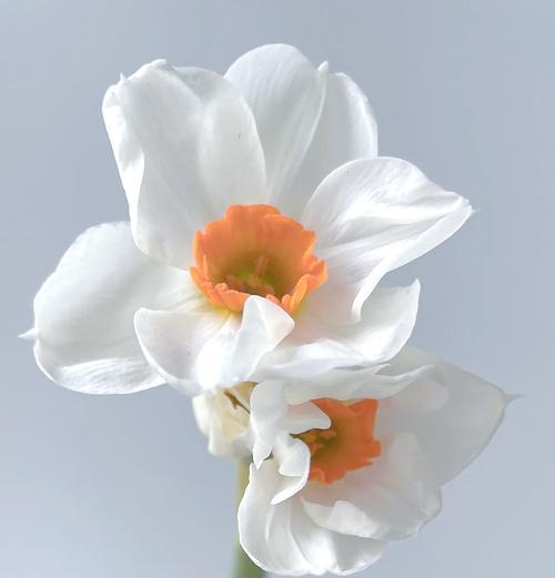 洋水仙的花语起源是什么？它象征着什么？
