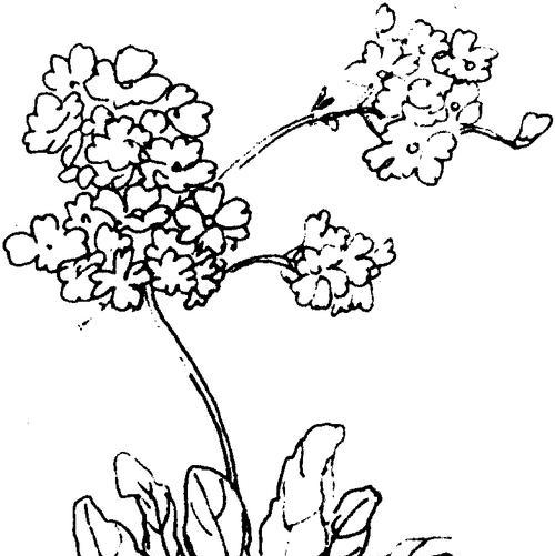 报春花对长辈有何寓意？如何表达孝心？