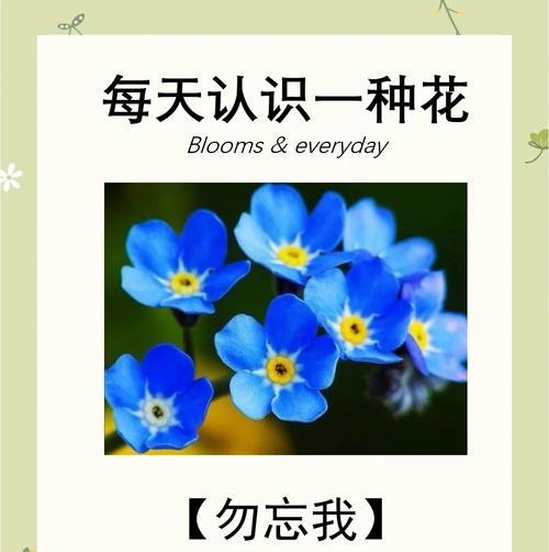 勿忘我花语代表什么？如何用勿忘我表达情感？