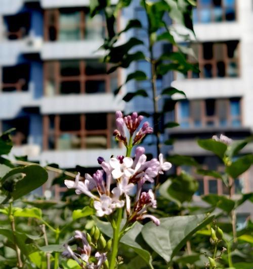 8月份的花有哪些？它们各自的花语是什么？