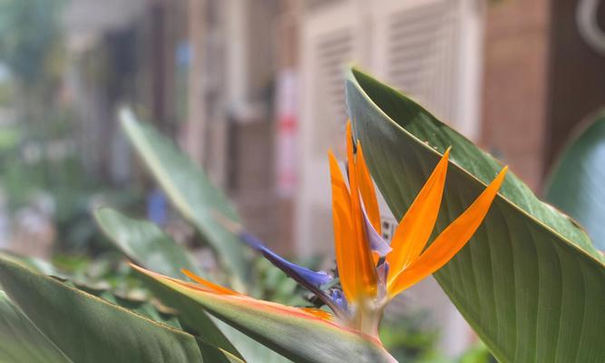8月份的花有哪些？它们各自的花语是什么？