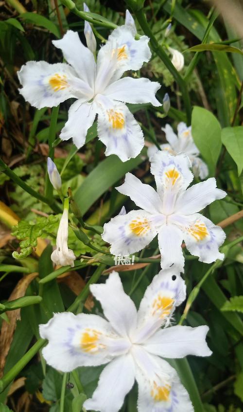 8月份的花有哪些？它们各自的花语是什么？