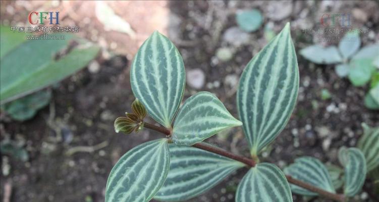 白脉椒草的花语是什么？它有什么特别含义？