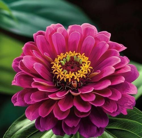 深红色菊花代表什么？它适合哪种场合？