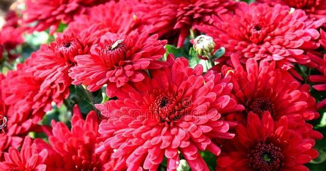 深红色菊花代表什么？它适合哪种场合？
