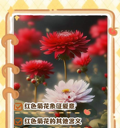深红色菊花代表什么？它适合哪种场合？