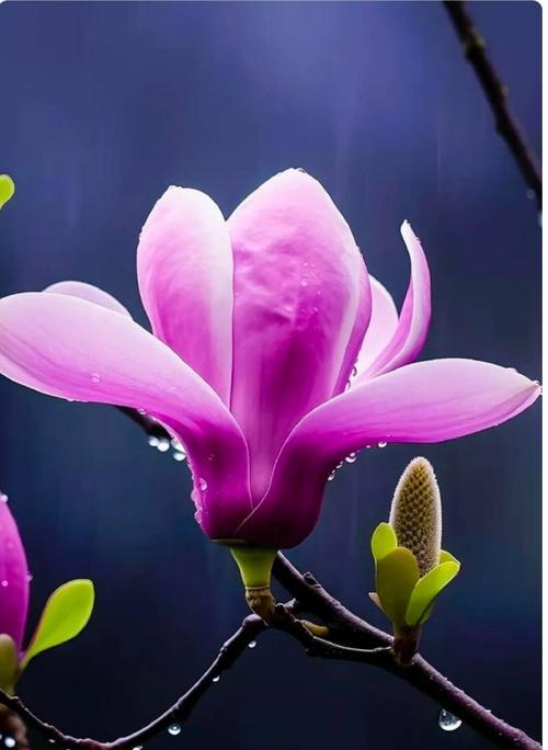 蓝玉兰花的花语是什么？它象征着什么？