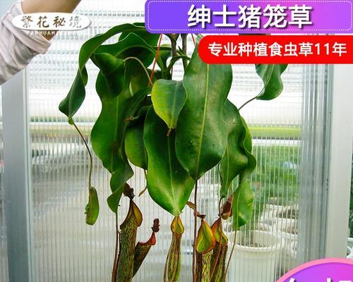 猪笼草有特定的花语吗？它在园艺中有什么意义？