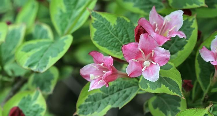 斑叶锦带花的花语是什么？它适合哪种装饰？