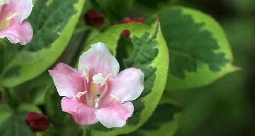 斑叶锦带花的花语是什么？它适合哪种装饰？