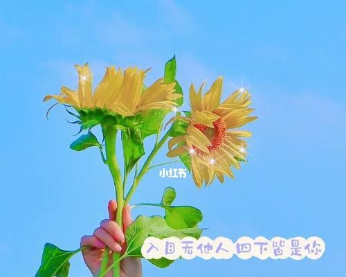 向日葵的负面花语是什么？它在什么情况下不宜赠送？