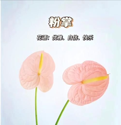 粉掌朱莉的花语是什么？它适合表达哪种情感？